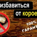 chem-obrabotat-dom-ot-koroeda