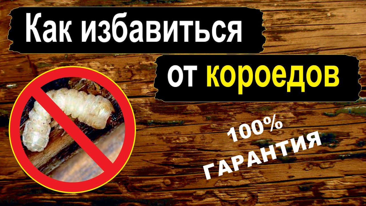 chem-obrabotat-dom-ot-koroeda