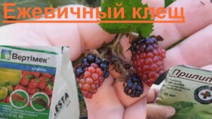 chem-obrabotat-ezheviku-ot-kleshha