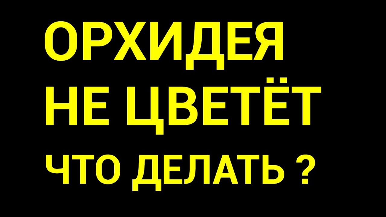 Как правильно подкормить орхидею для ее зацветания в домашних условиях