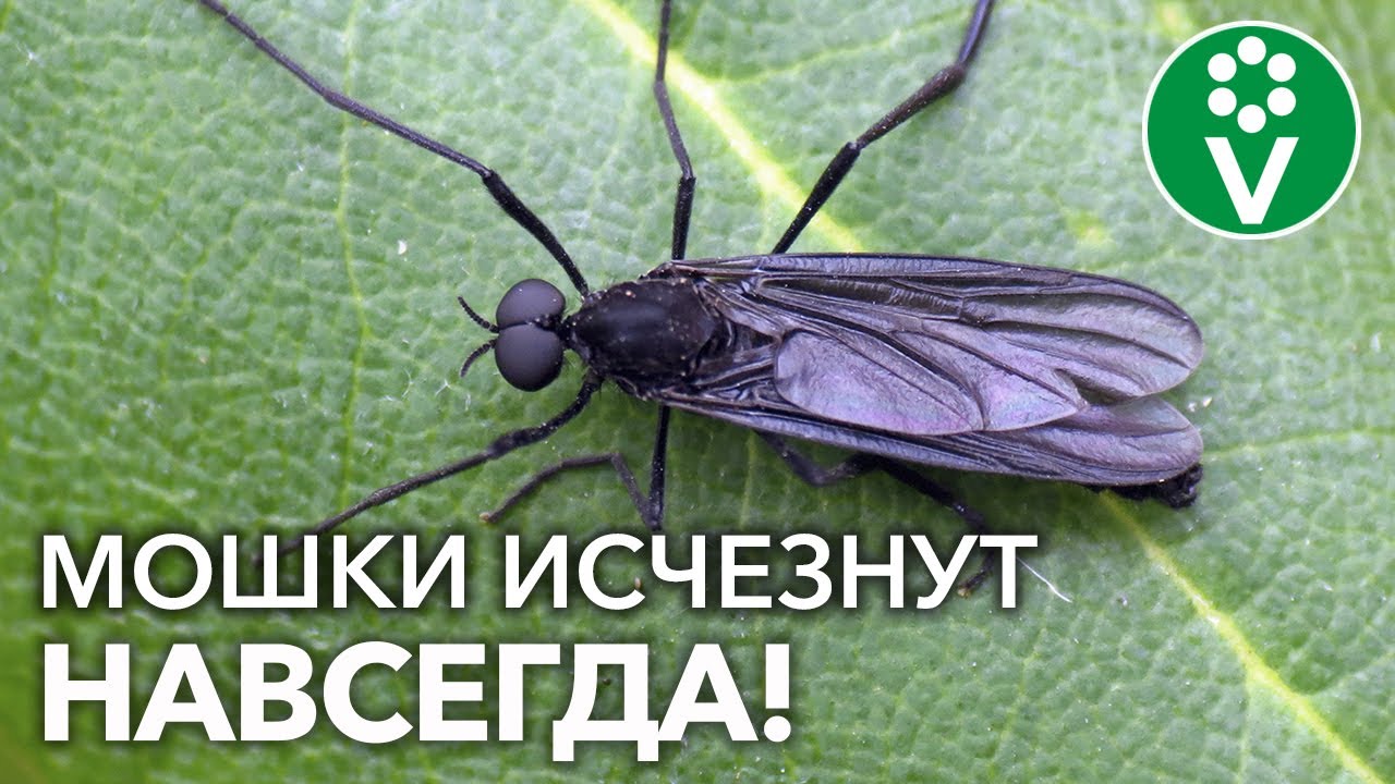 Эффективные способы борьбы с мошками на комнатных цветах