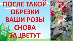 kak-obrezat-tsvety-rozy