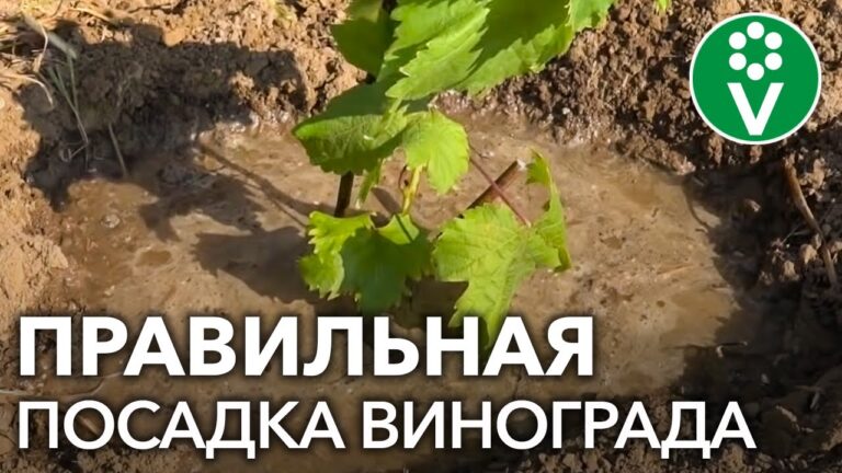 kak-posadit-i-vyrastit-vinograd