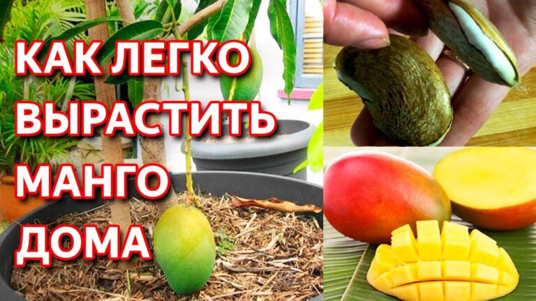 kak-sadit-kostochku-mango-v-domashnih-usloviyah-v-gorshke-dlya-nachinayushhih