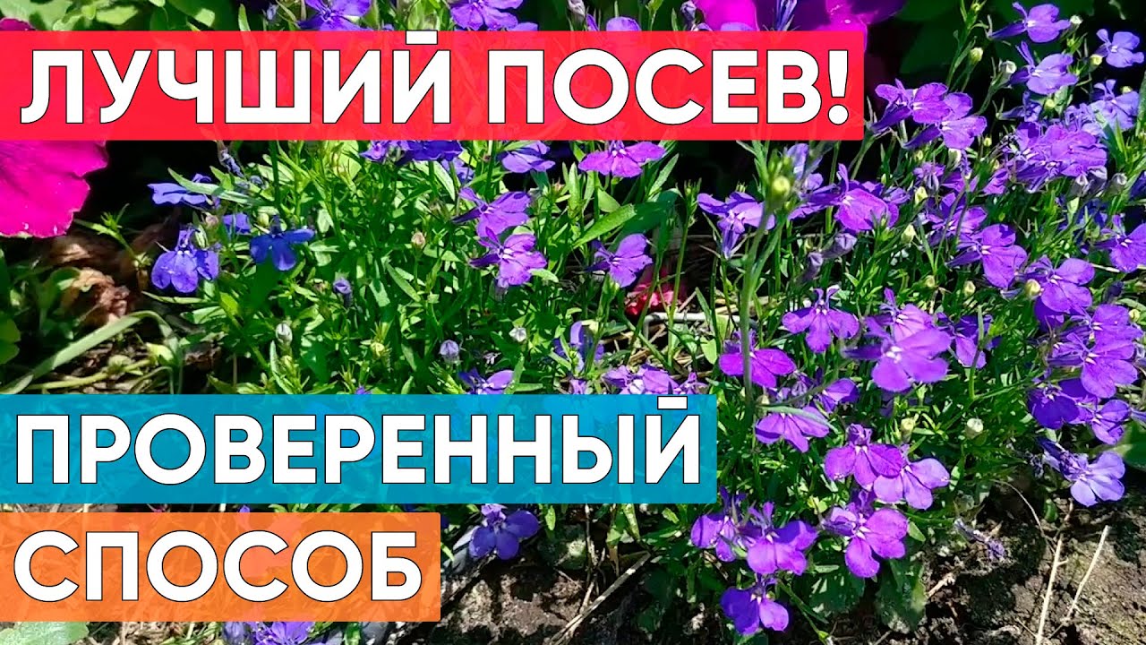 Как правильно вырастить лобелию из семян в домашних условиях