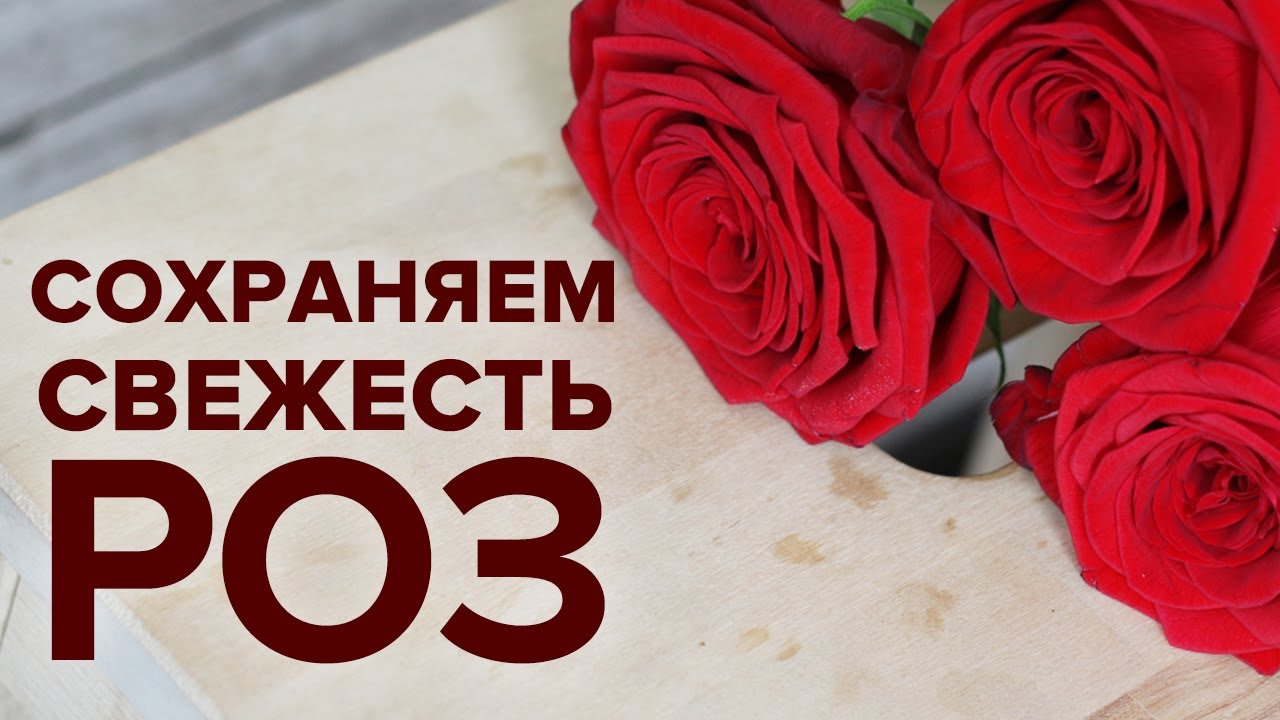 Секреты ухода за розами – как продлить их жизнь в вазе