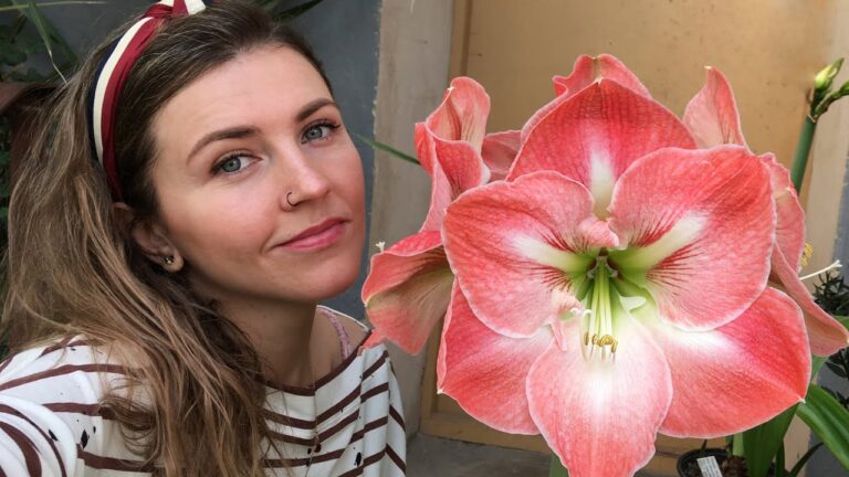 kak-uhazhivat-za-tsvetkom-gippeastrum-v-domashnih-usloviyah