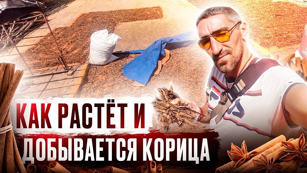 Корица – происхождение и особенности роста в природе