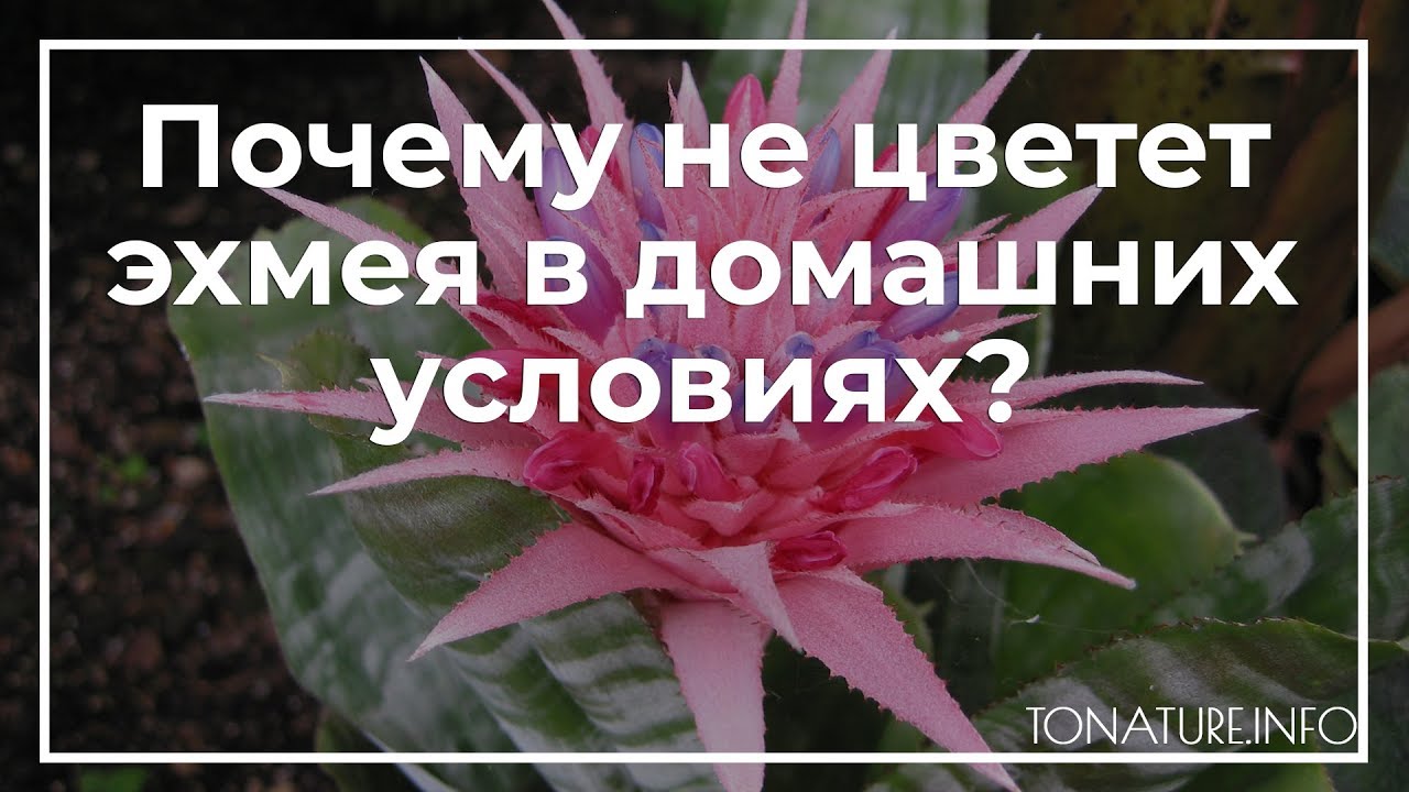 Почему эхмея не цветет – основные причины