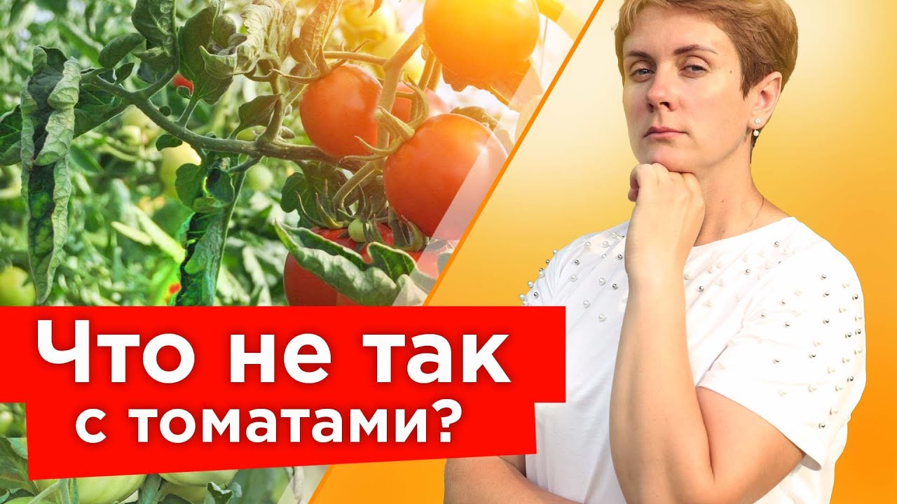 Что делать, если листья у томатов скручиваются?